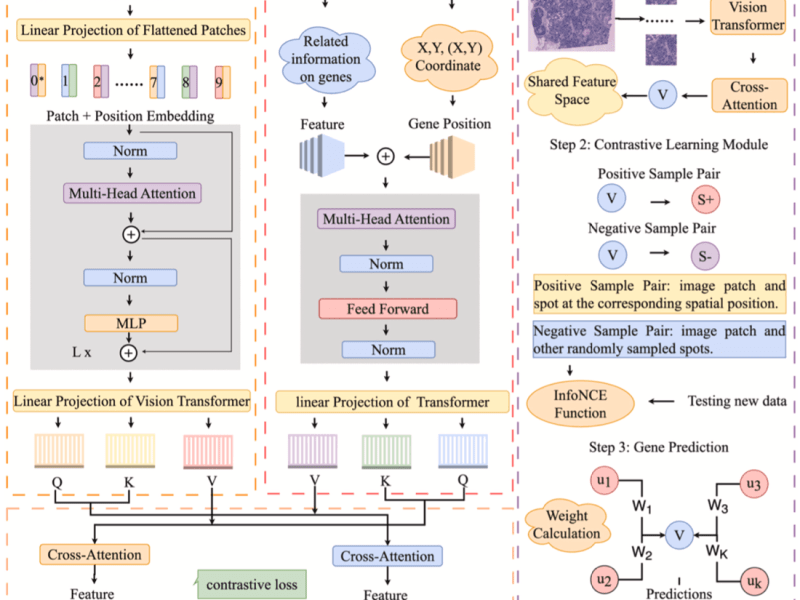 Xiangyu’s work on spatial gene expression prediction is now published in Engineering Applications of Artificial&nbsp;Intelligence